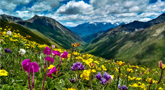 康定这个绝美花海免票了